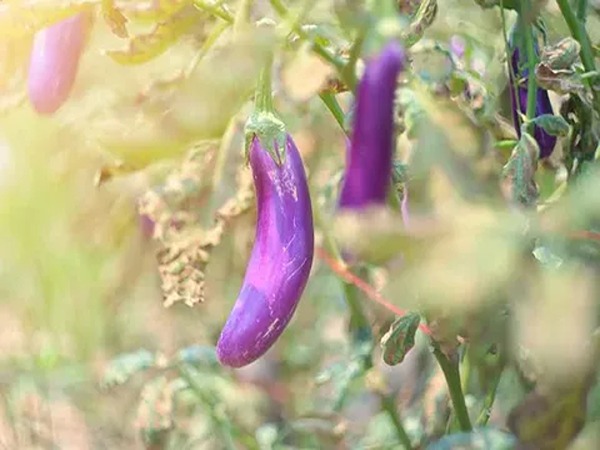 تصویر 1 از خرید بادمجان قلمی ریز + قیمت فروش استثنایی